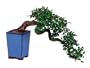 Brussel's Cascading Chinese Elm Outdoor Bonsai Tree