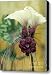 Beautiful White Bat Flower Canvas Print / Canvas Art - Artist Sabrina Ryan