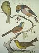 Cavallini Decorative Paper- Natural History Bird Print 20x28 Inch Sheet