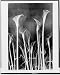 Calla lilies xray,radiography,plants,flowers,leaves,images,interior,inside,c1935