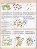 Molecular Biology of the Cell