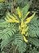 Chinese Hollygrape, Mahonia Lomariifolia Photographic Poster Print by Geoff Kidd, 18x...