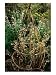 Small Wigwam Plant Support Made of Twigs, at University of Bristol, Botanic Gardens Photographic Poster Print by Mark Bolton, 12x16
