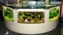110 gal half circle shape desk aquarium, fish ready with everything