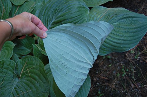 ** 7 GIANT BLUE/GREEN HOSTA SEEDS ** LOW COVERAGE #1075 ** 7 GIANT BLUE/GREEN HOSTA SEEDS ** LOW COVERAGE #1075