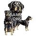 ZDISC Rottweiler Car Mats (set of 2)