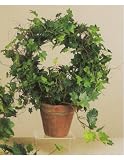 17 ENGLISH IVY TOPIARY RING ON POT 2PC