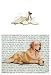 Afghan Hound Glass Cutting Board