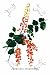 Art Poster, Coriaria Terminalis - 18.75 x 27.5