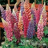 Eigenschaften Tom-Garten  / Lupinen, 'Russels' Mischung