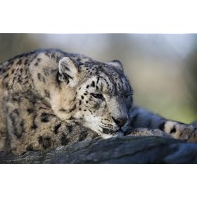 Snow Leopard Poster Print A3 size