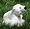 Steiff Knut polar bear - white