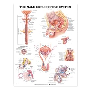 The Male Reproductive System