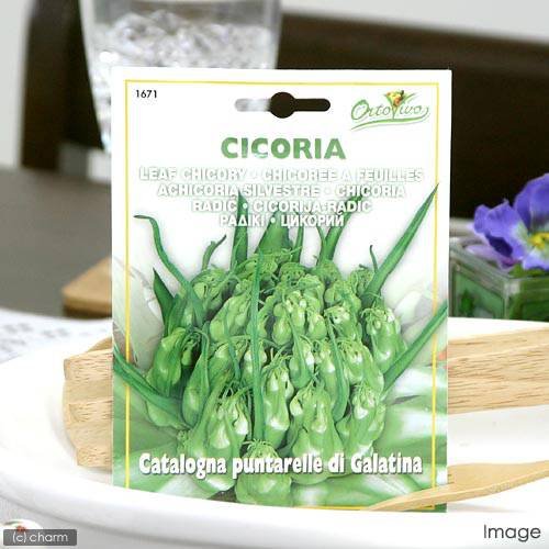 HORTUS イタリア野菜の種 アスパラガスチコリー・プンタレッラ Art.1671 家庭菜園