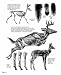 The Art of Painting and Drawing Animals (Dover Books on Art Instruction)