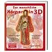 Der menschliche K�rper in 3D