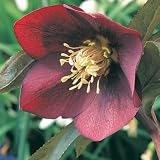 Review Crocus  / Helleborus orientalis Shades of Night