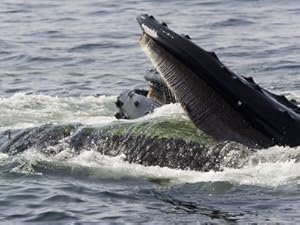 Humpback Whales Surface Feeding on Sand Eels, Massachusetts Photographic Poster Print by Tim Laman, 30x40