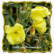 Common Evening Primrose (Oenothera lamarckiana) Jumbo Wildflower Seed Packet - 2000 Seeds