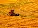 Combine Swathing Crop, Palouse, Washington, USA Photographic Poster Print by Terry Eg...