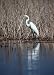 Crane (In Reeds and Water) Black Wood-Mounted Art Poster Print - 11 X 17