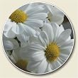 AutoCoaster ~ White Daisy ~ Tile Drink Coaster for car cupholder - code 623