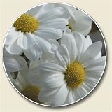 AutoCoaster ~ White Daisy ~ Tile Drink Coaster for car cupholder - code 623
