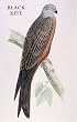bird kite