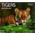 Tigers (World Life Library)