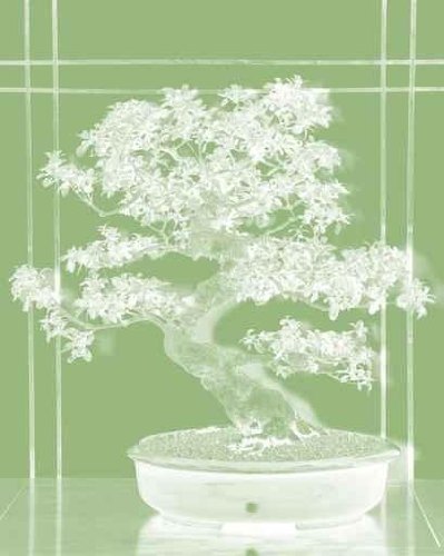 Pastel Graphic of Bonsai Tree - 36