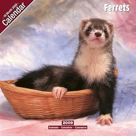 Ferrets 2009 Wall Calendar 12