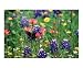 Butterfly & Bluebonnets Photographic Poster Print by Larry L. Weingartner, 24x20