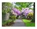 Birr Castle, Ireland Places Photographic Poster Print by Vivian Allsopp, 10x8