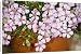 Canvas Prints of Soapwort (Saponaria x olivaria) from Science Photo Library