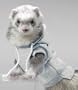Marshall Ferret Sweatshirt, Colors Vary