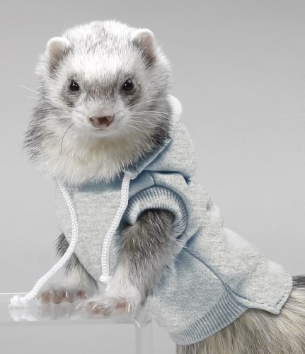 ferret supplies