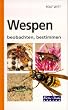 Wespen beobachten, bestimmen