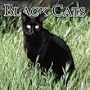 Black Cats 2005 Wall Calendar