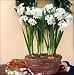 Paperwhite Ziva in Splitwood Oval Basket - New