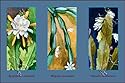 Canvas Print, Epiphyllum Crenatum - 18 x 12