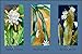 Canvas Print, Epiphyllum Crenatum - 18 x 12