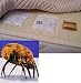 Dust Mite Proof Mattress Pad