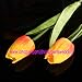20pcs Tulip Flower Latex Real Touch for Wedding Décor Flower KC454