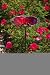 Ruby Pansy Glass Birdbath