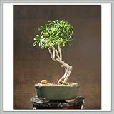 Hawaiian Umbrella Bonsai | Banyan Root Style IV