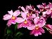 Vuylstekeara Carnivale orchid, Near Blooming Size