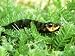 Elephant Hawkmoth, Caterpillar, UK Photographic Poster Print by Ian West, 24x18