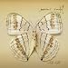 White Moth