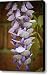 Wisteria Bloom Canvas Print / Canvas Art - Artist Teresa Mucha
