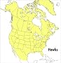 Field Guide to Hawks of North America